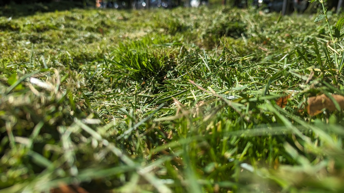 Gegen "Rasen mähen" kann man tatsächlich allergisch sein. 